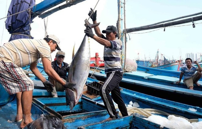 Vietnam ingresa 10,38 mil millones de dólares por exportaciones de productos acuáticos en los primeros 11 meses de 2025. (Foto: VNA)